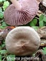 Mycena pelianthina-amf1304